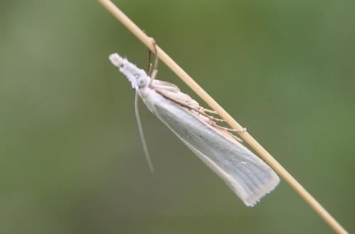 Réf. 105 214 : Crambus perlella