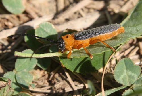 Réf. 105 346 : Oberea oculata