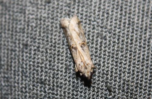 Réf. 105 576 : Pempelia genistella