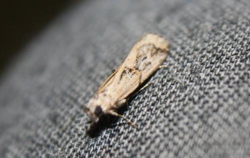 Réf. 105 578 : Pempelia genistella