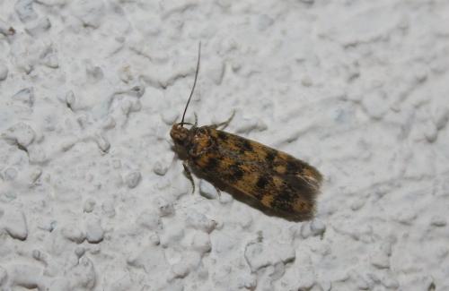 Bryotropha sp.