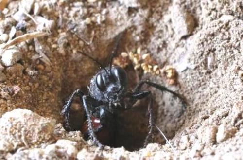 Réf. 105 867 : Palmodes occitanicus