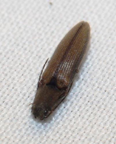 Athous bicolor