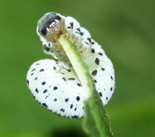 Réf. 105 605 : Tenthredo scrophulariae
