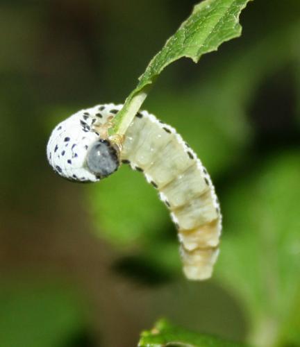Réf. 105 604 : Tenthredo scrophulariae