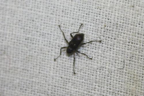 Macronychus quadrituberculatus