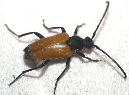Stictoleptura fulva