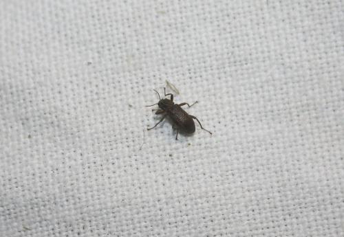 Stenelmis canaliculata