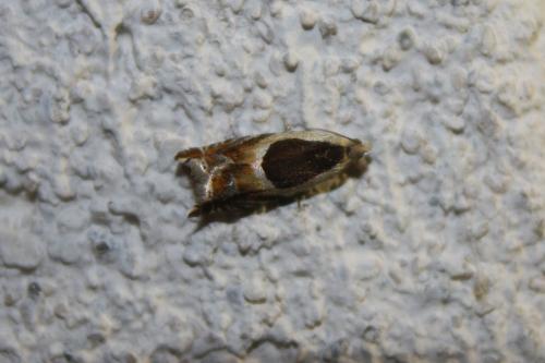 Ancylis paludana