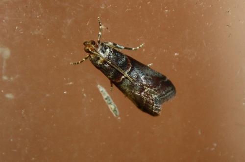 Réf. 105 936 : Acrobasis advenella