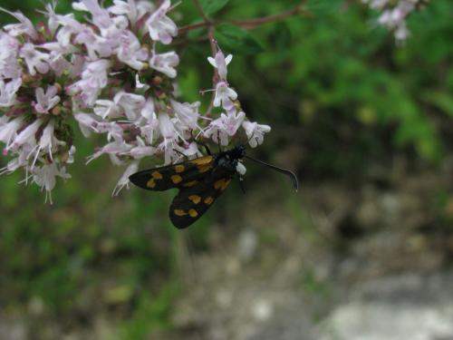 Zygaena transalpina