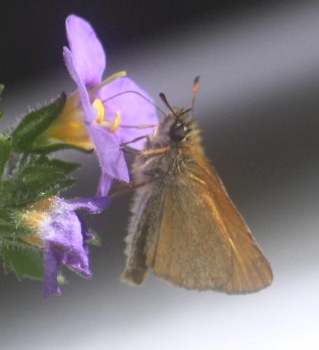 Thymelicus sp.