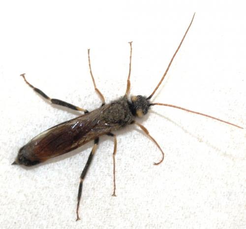 Urocerus gigas