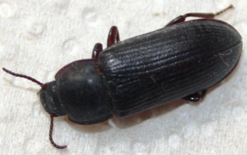 Tenebrio molitor