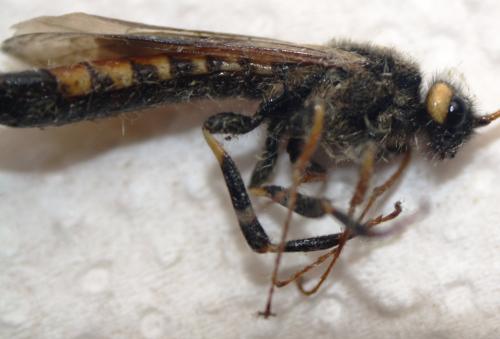 Urocerus gigas