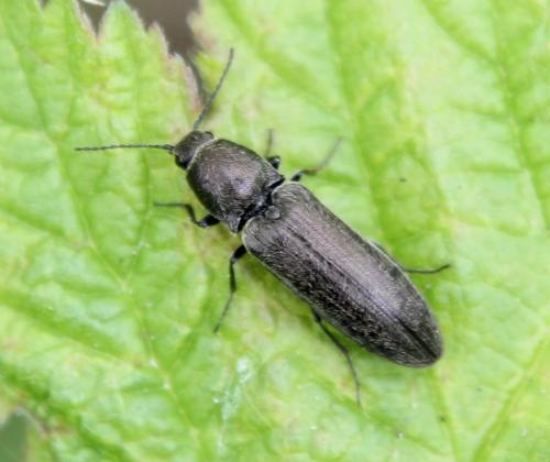 Cidnopus aeruginosus