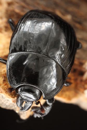 Merohister ariasi