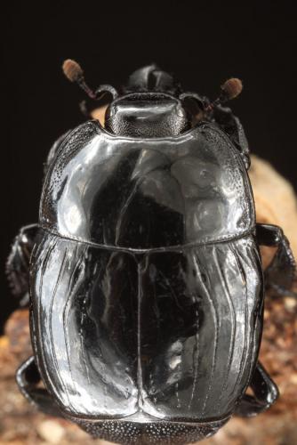 Réf. 105 635 : Merohister ariasi