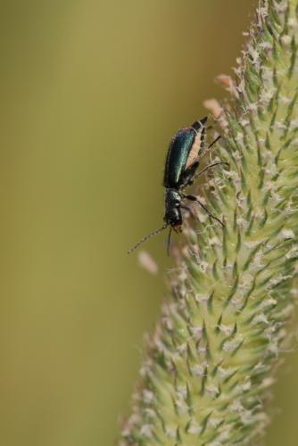 Malachius sp.