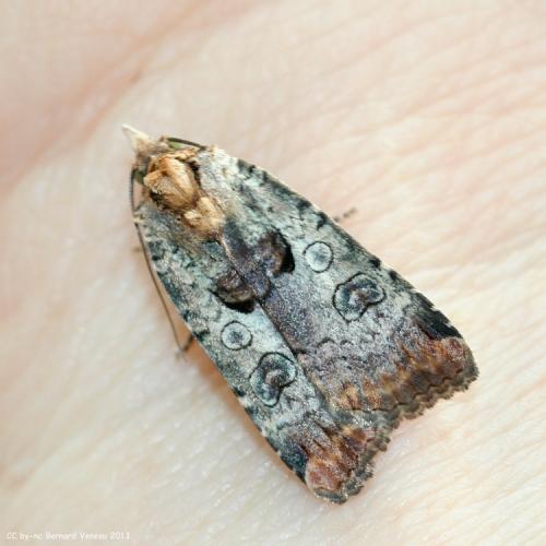Epilecta linogrisea