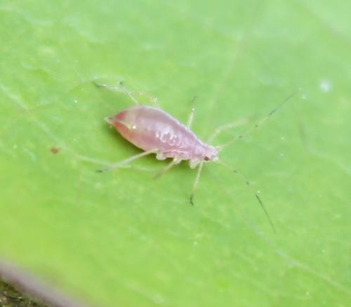 Réf. 105 681 : Macrosiphum sp.