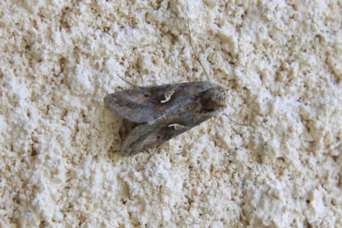 Autographa gamma