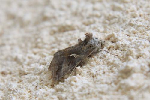 Réf. 105 603 : Autographa gamma