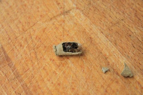 Sceliphron sp.
