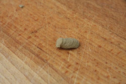 Sceliphron sp.