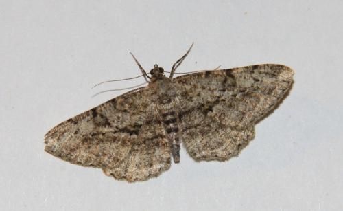 Peribatodes rhomboidaria