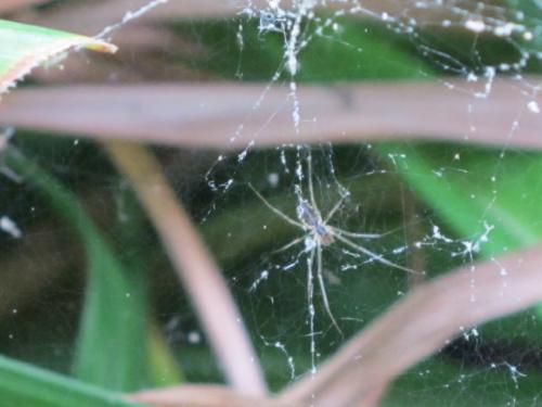 Linyphia triangularis