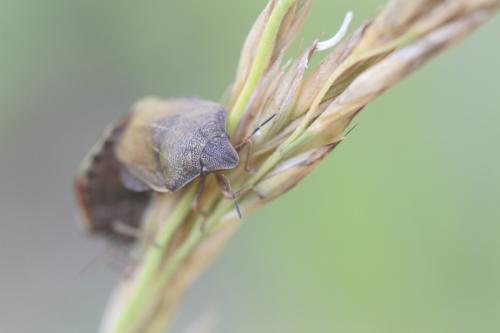 Eurygaster testudinaria