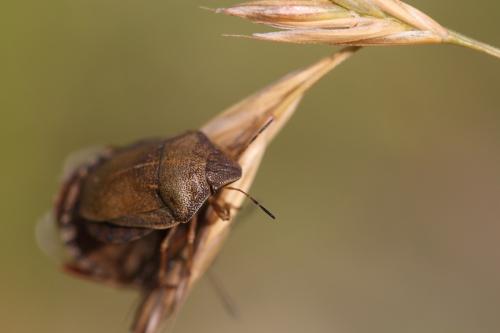 Réf. 105 620 : Eurygaster testudinaria