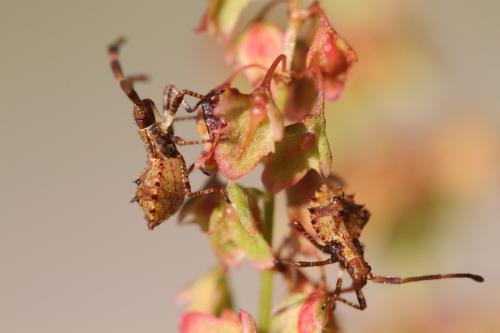Coreus marginatus