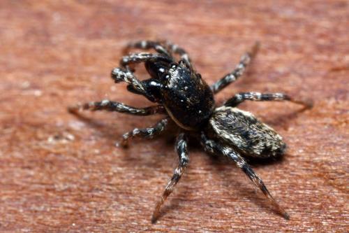 Réf. 105 705 : Salticus zebraneus