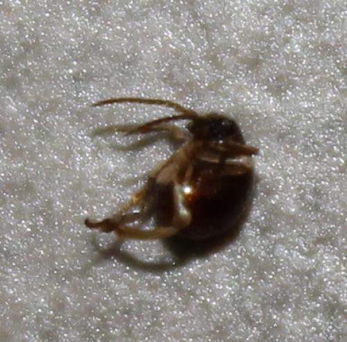 Réf. 105 721 : Gibbium sp.