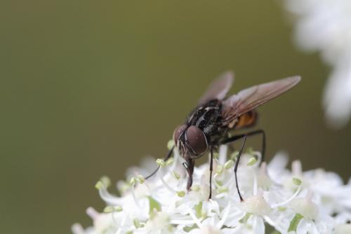 Réf. 105 520 : Graphomya maculata