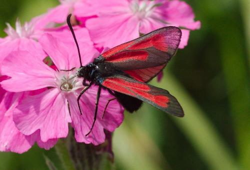 Zygaena sp.