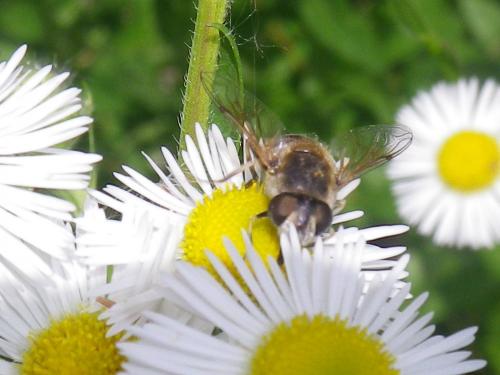 Eristalis arbustorum