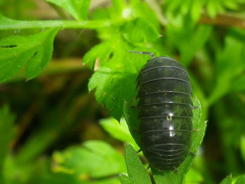 Armadillidium vulgare