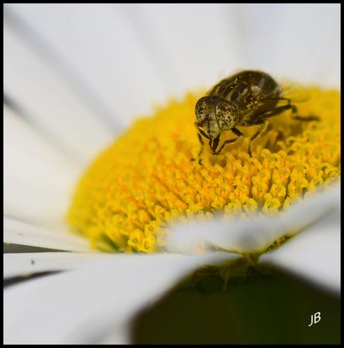 Réf. 105 148 : Eristalinus sepulchralis