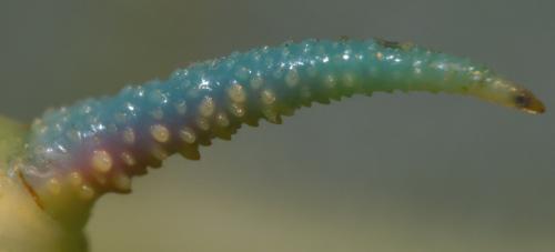 Mimas tiliae