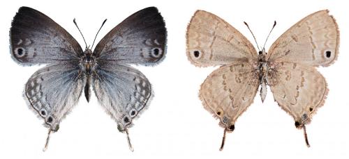 Leptomyrina phidias
