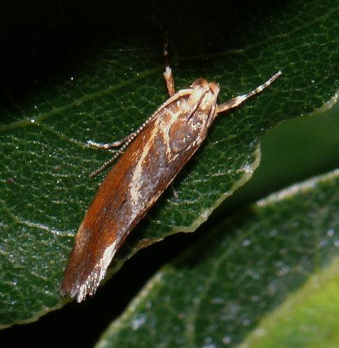 Metalampra sp.