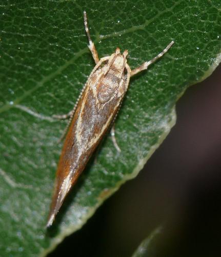 Metalampra sp.