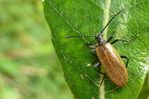 Lagria sp.