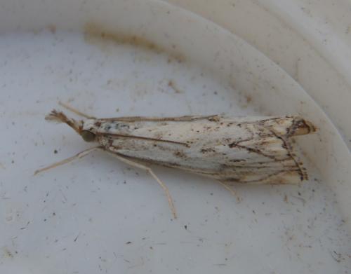 Réf. 105 176 : Catoptria falsella