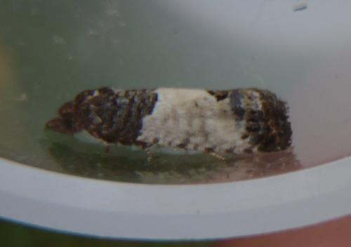 Spilonota ocellana