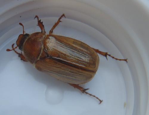Amphimallon sp.