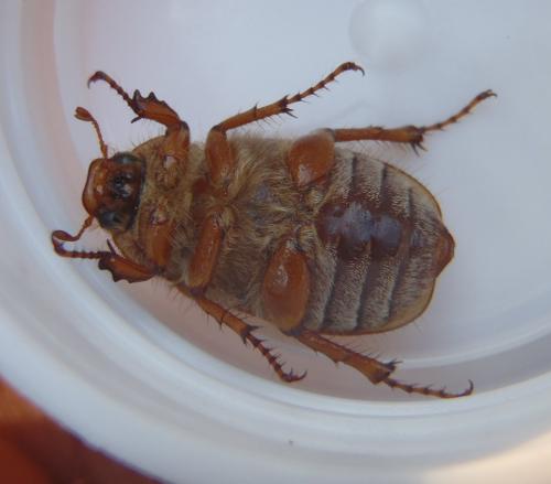 Amphimallon sp.